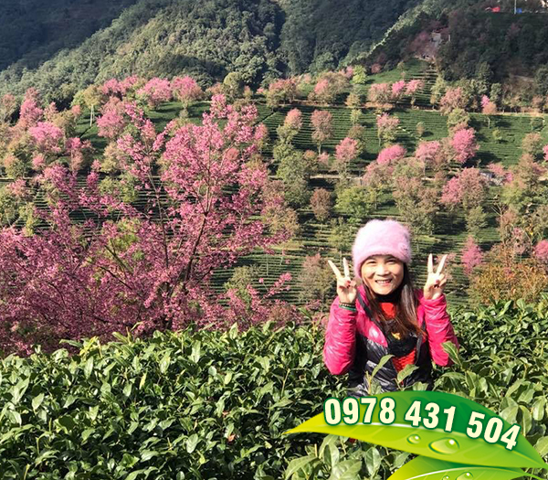 Ngắm hoa Anh Đào bung nở rực rỡ trên đồi chè Cao Sơn